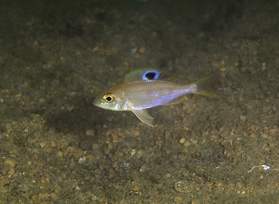 Ectodus descampsii 'Namansi'